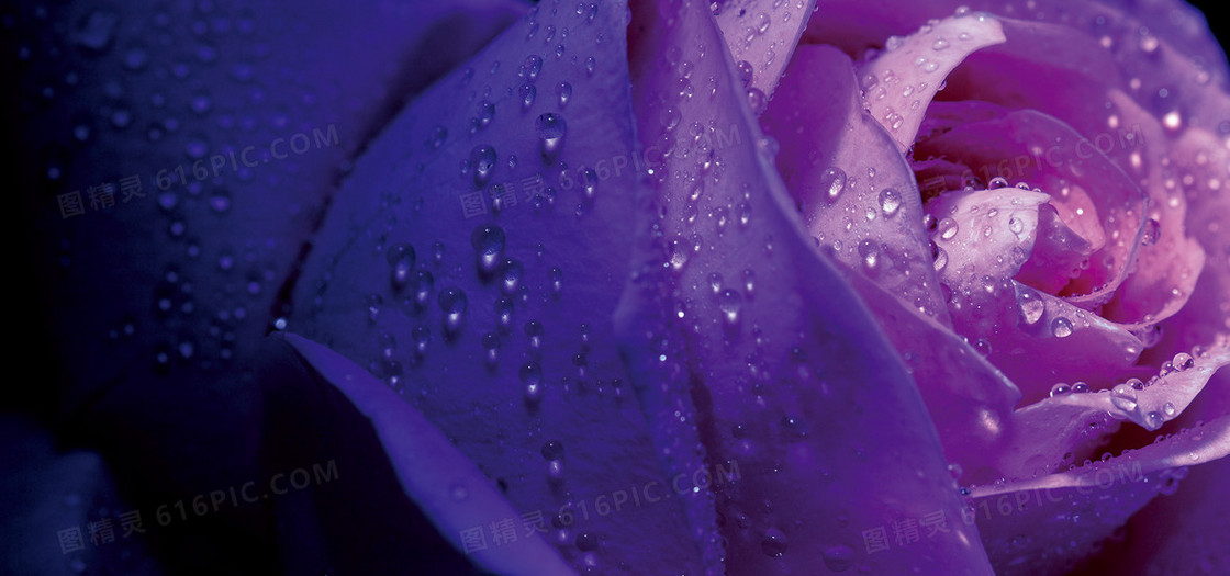 唯美紫色花朵背景