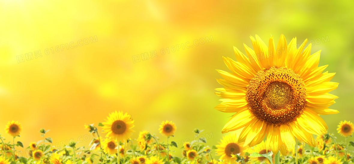 太阳背景图片下载 免费高清太阳背景设计素材 图精灵