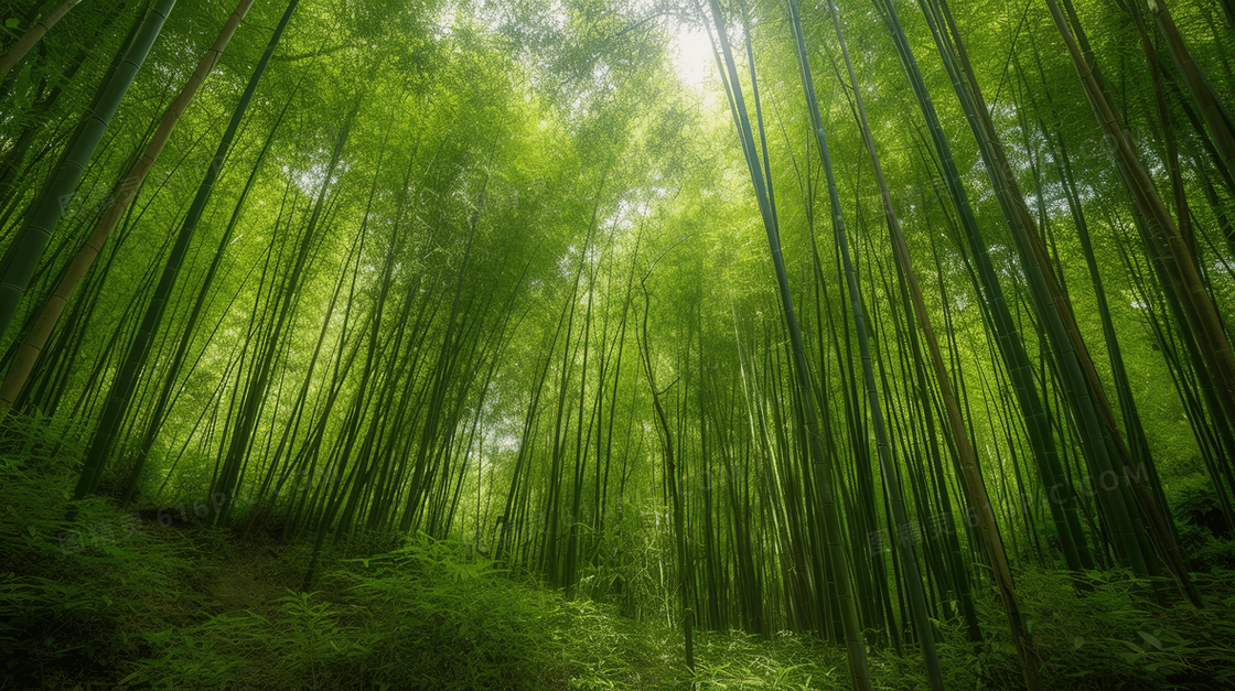 密不透风的绿色竹林风景图片