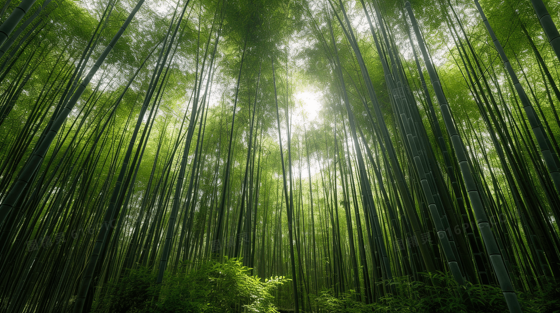 密不透风的绿色竹林风景图片