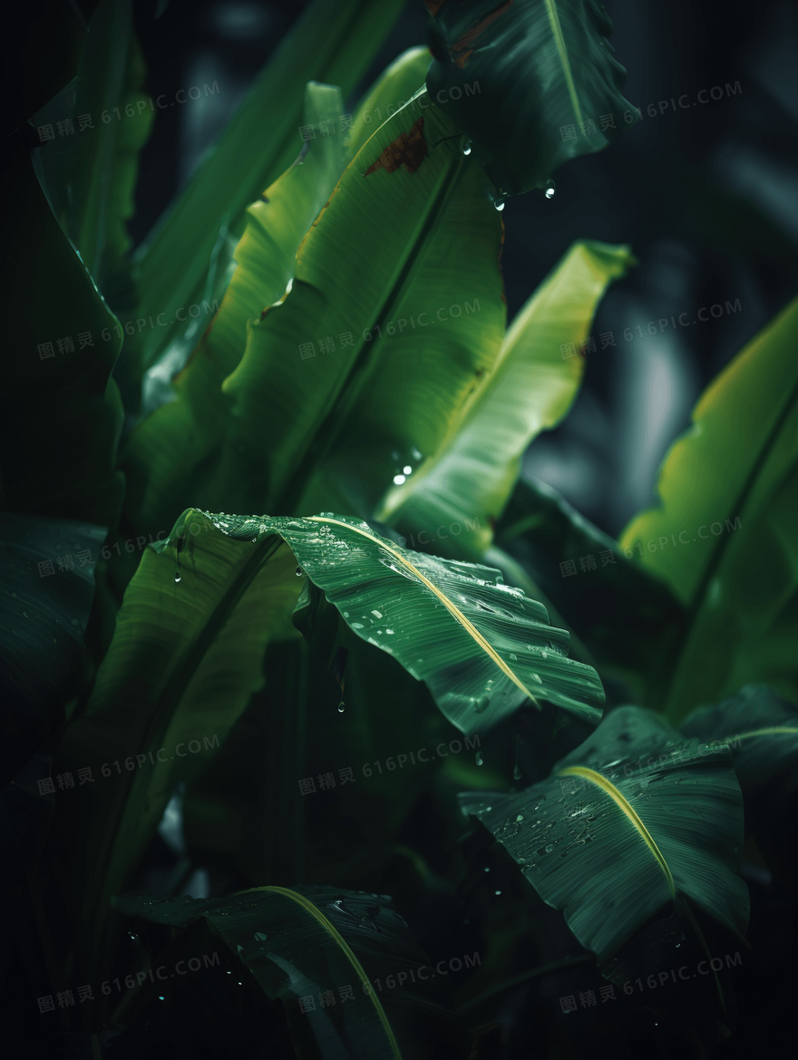 绿色唯美绿叶特写图片