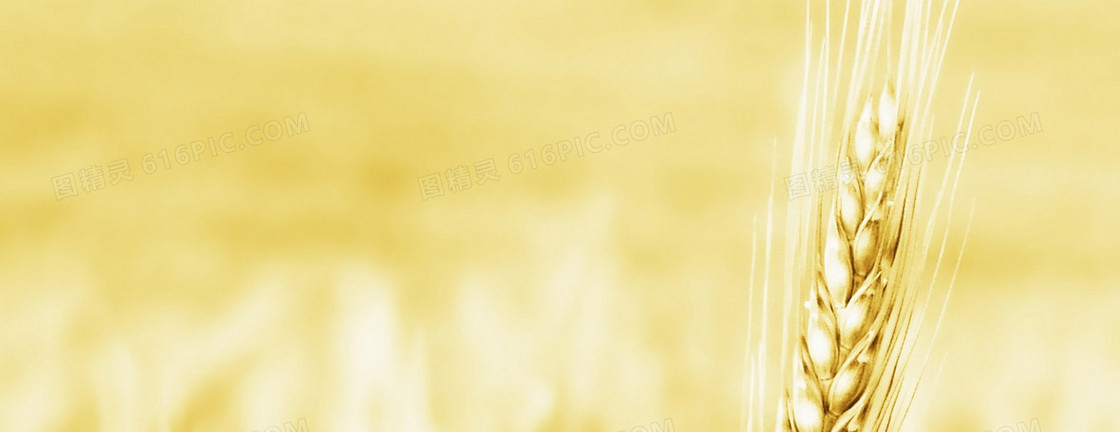 乡村田园麦子banner背景