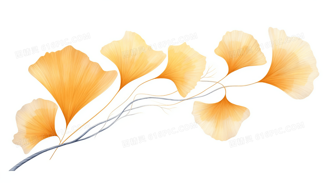 唯美金黄色银杏树叶插画