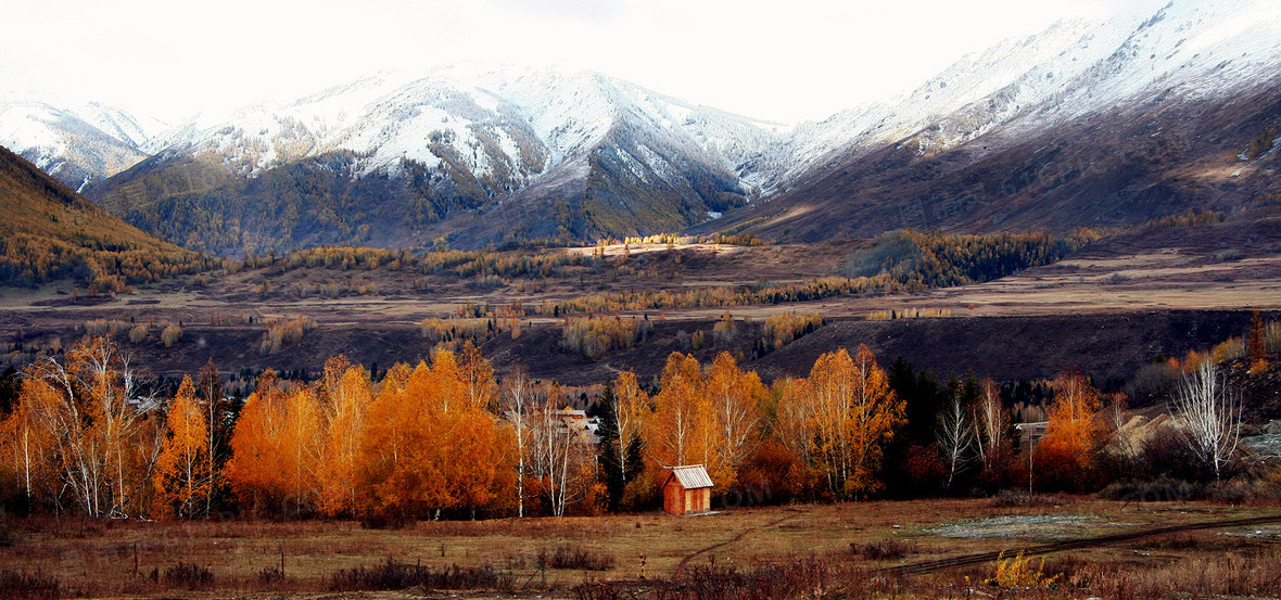新疆雪山白桦林秋天风景