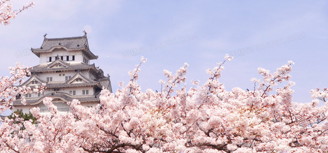 日本旅游  樱花背景  海报banner背景