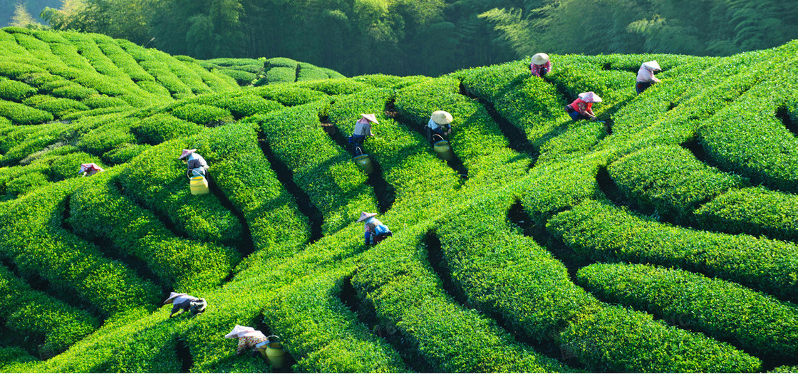 茶山背景