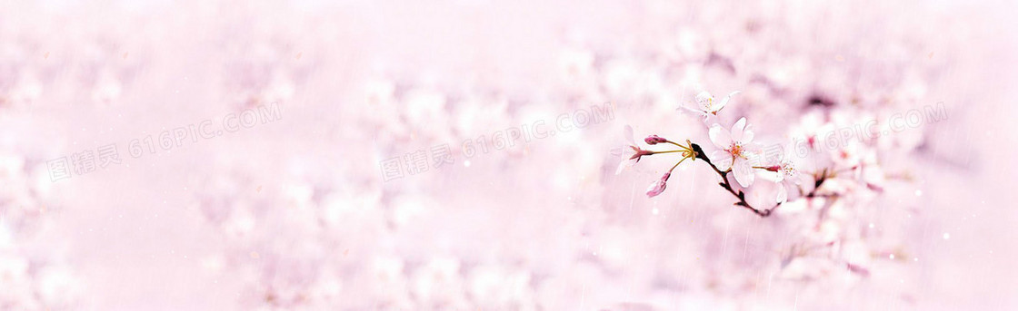 桃花唯美虚化背景banner