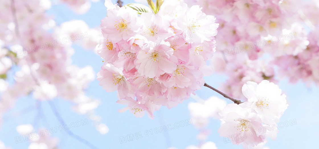 日本樱花树天空盛开的美丽樱花图片