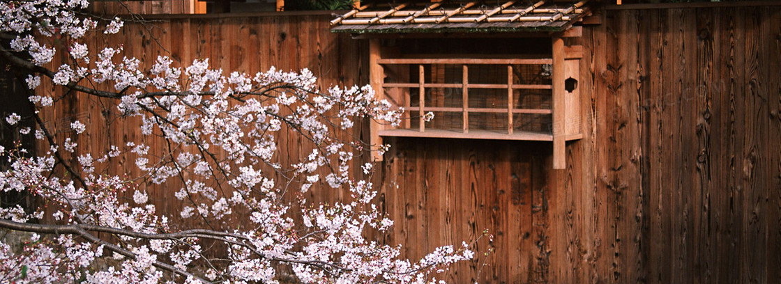 日式建筑樱花