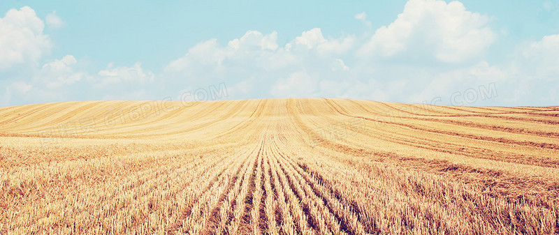 丰收的麦田背景
