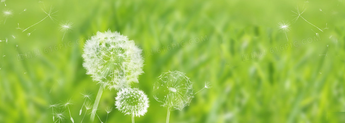 蒲公英banner