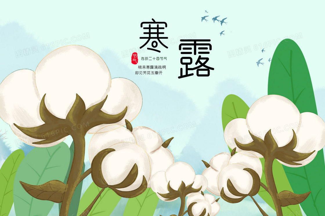 寒露节气棉花插画