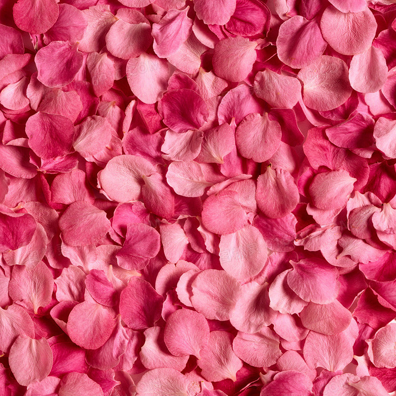 粉色浪漫玫瑰花瓣背景