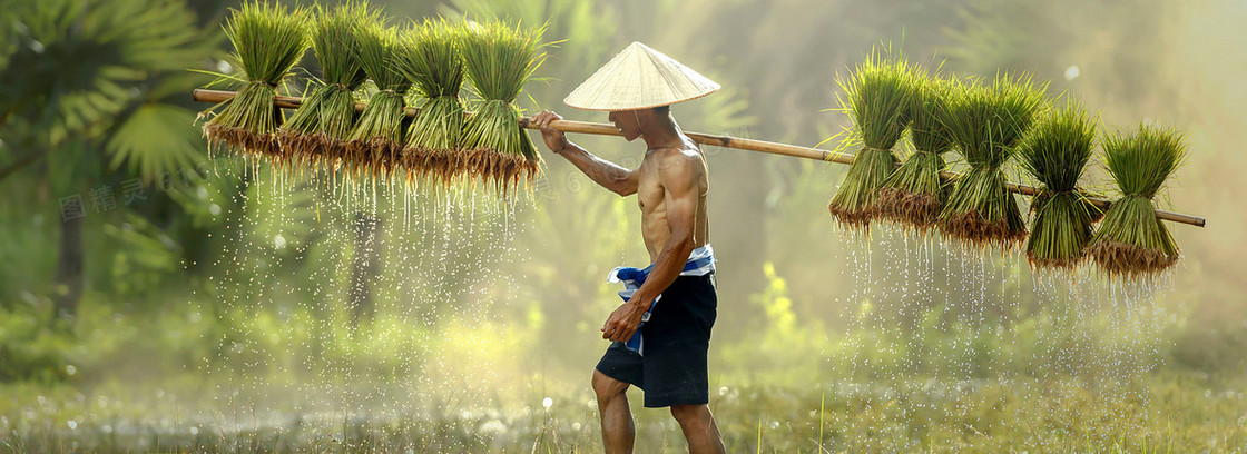 水稻背景图