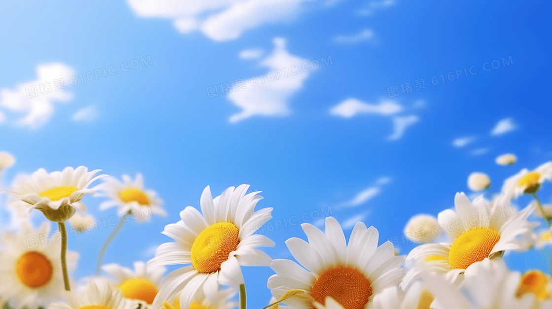 蓝天白云下的小雏菊插画