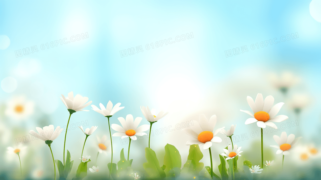 春天草地里盛开的小雏菊插画