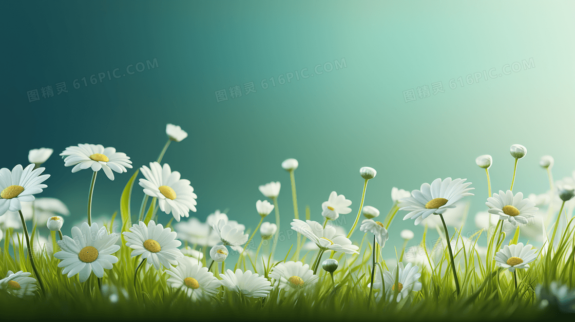 草地上盛开的小雏菊插画