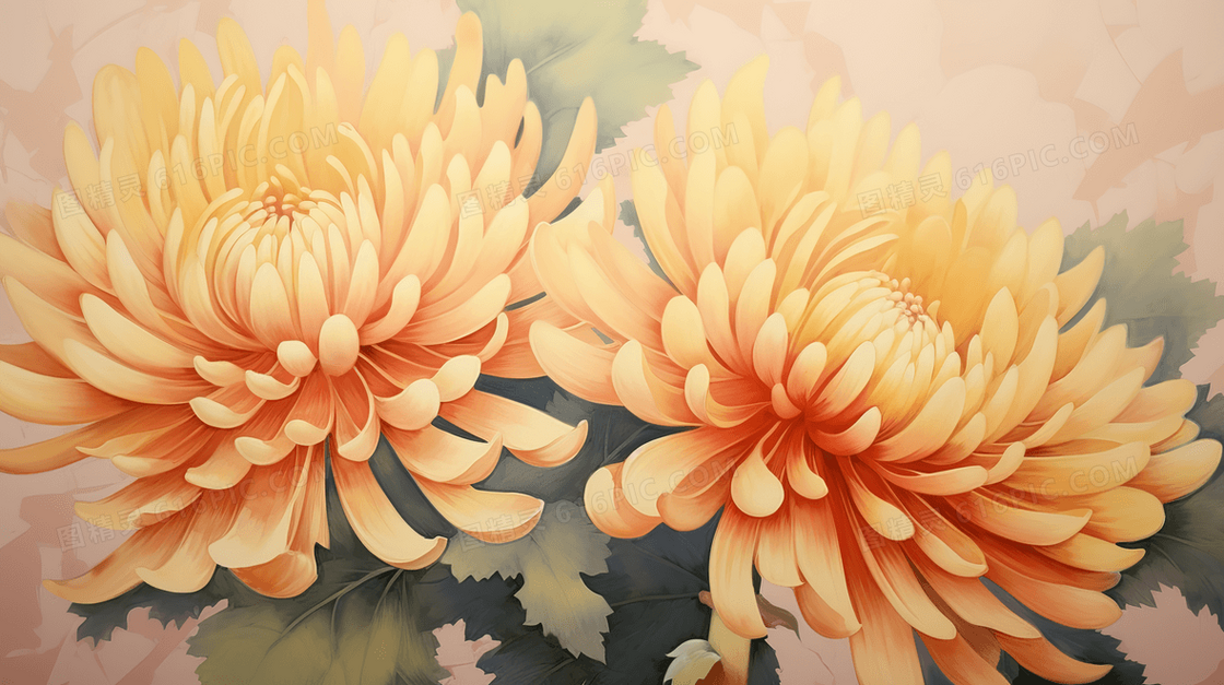 盛开的美丽金色菊花插画