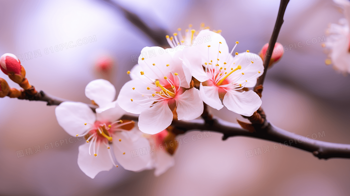冬天一枝盛开的粉色梅花插画