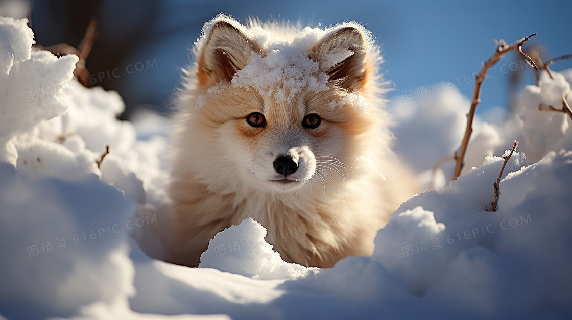 冬天雪地里阳光下一只可爱的小狐狸插画