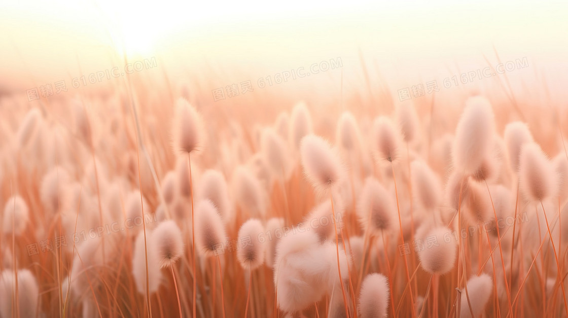 柔粉色毛茸茸的尾巴草风景插画