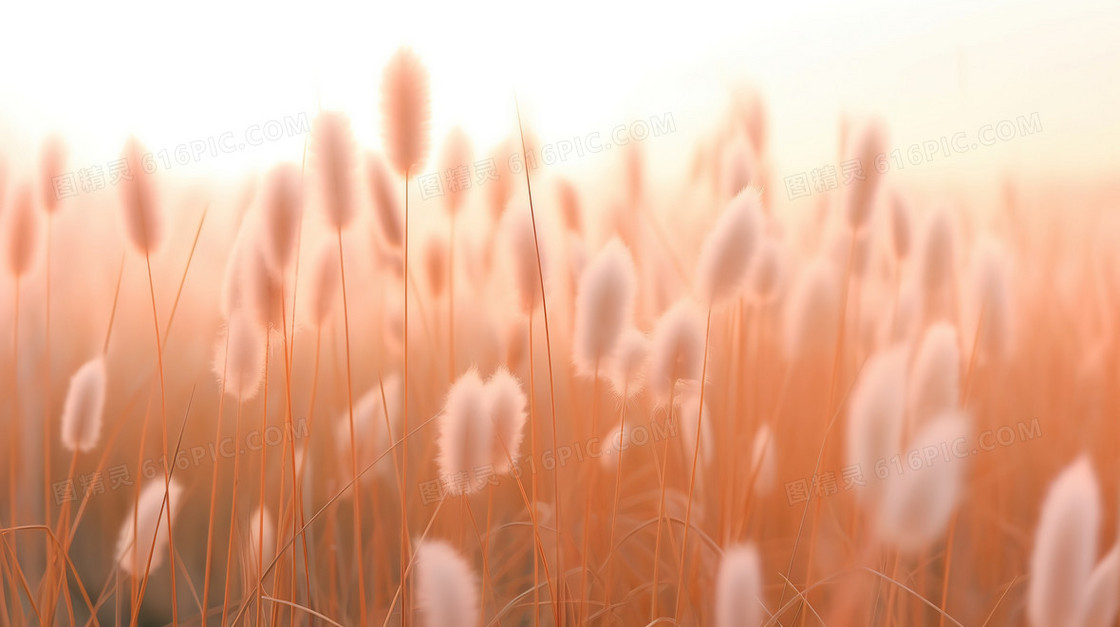 柔粉色毛茸茸的尾巴草风景插画