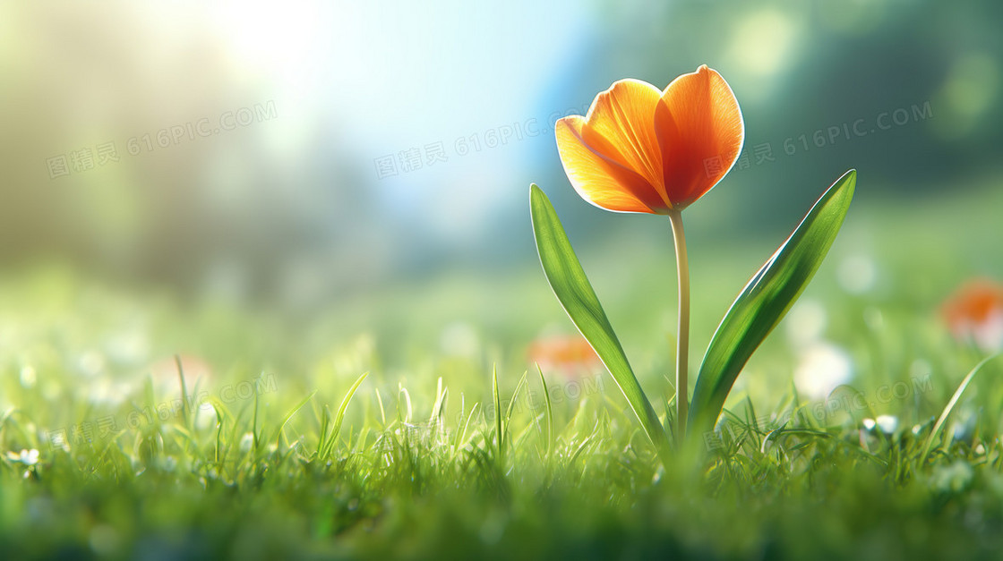 春天土地里新生的花朵图片