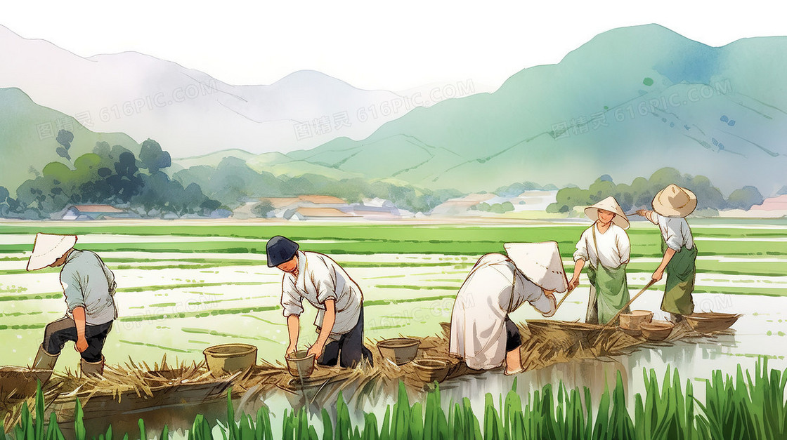 绿色水稻田野里劳作的农民插画