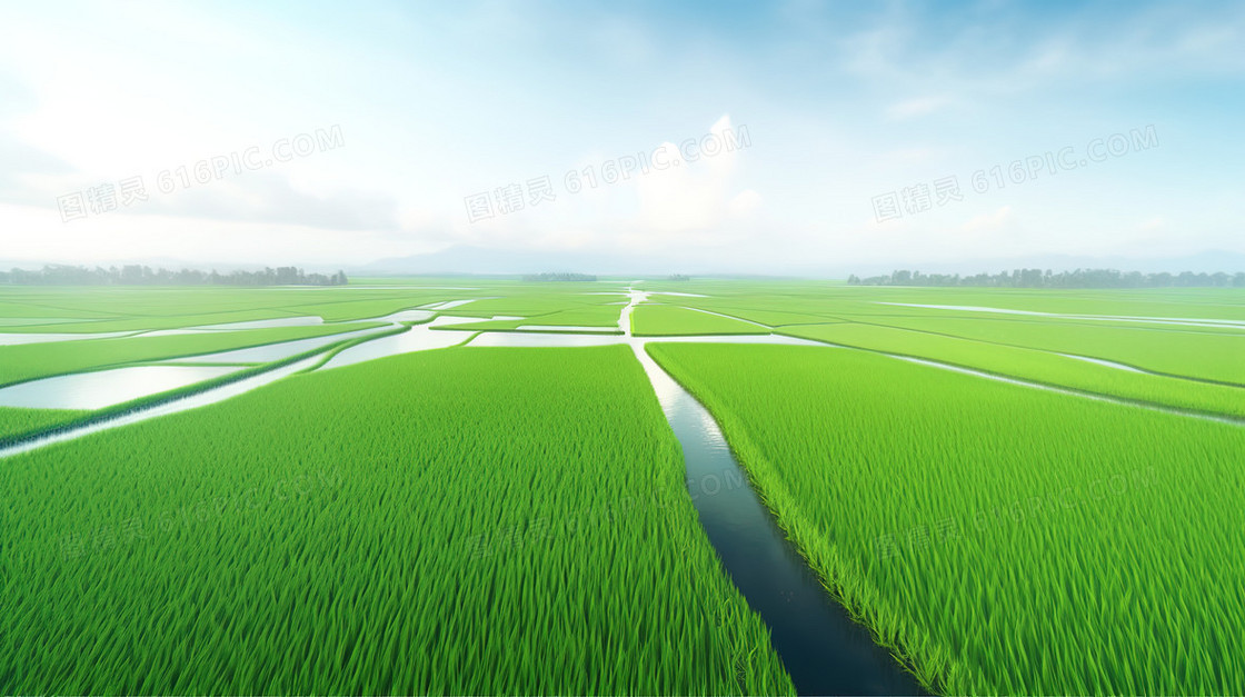 整齐茂盛的绿色水稻田风景图片