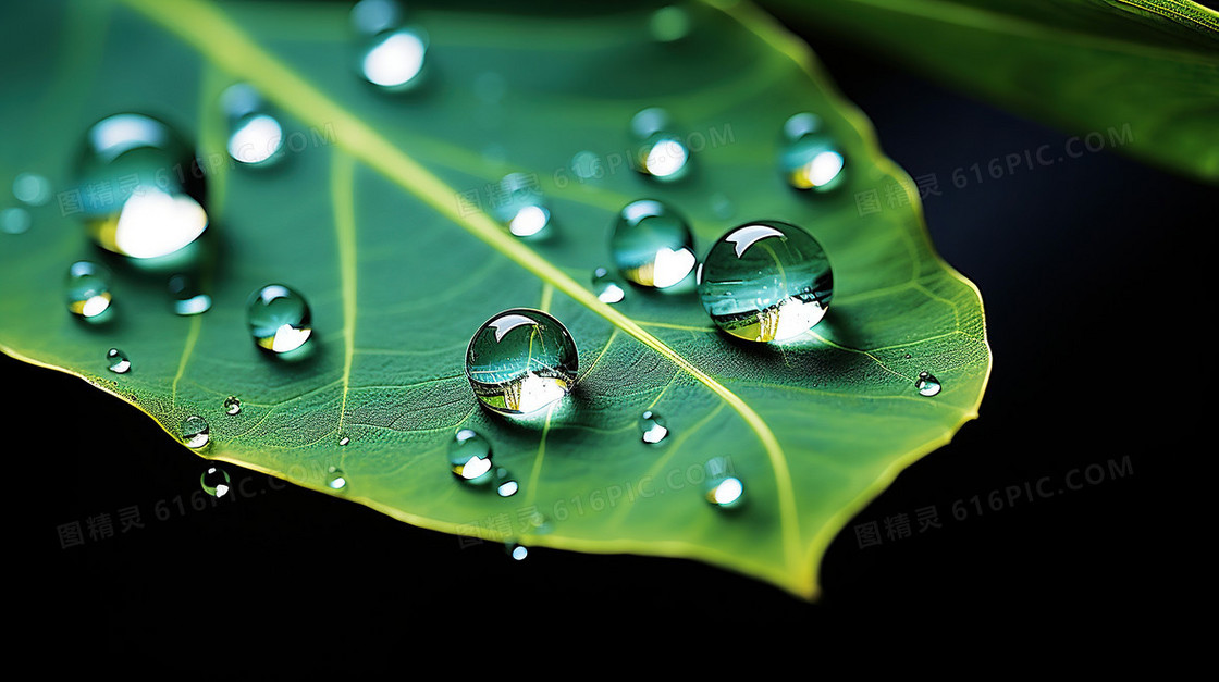 下雨天绿色植物绿植水滴露水雨水节气图片