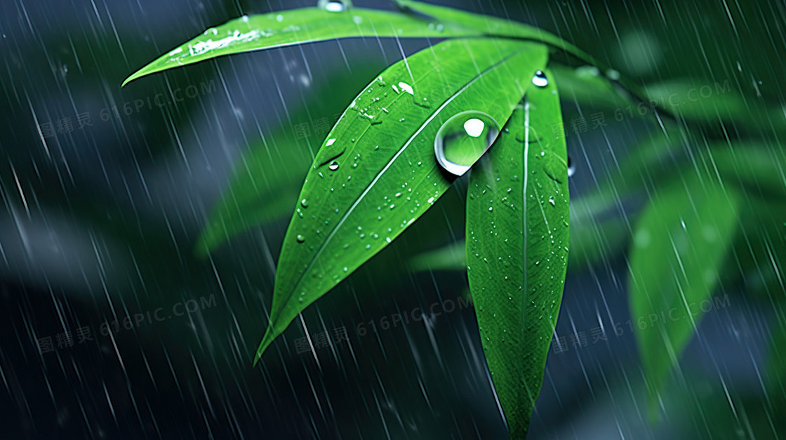 下雨天绿色植物绿植水滴露水雨水节气图片