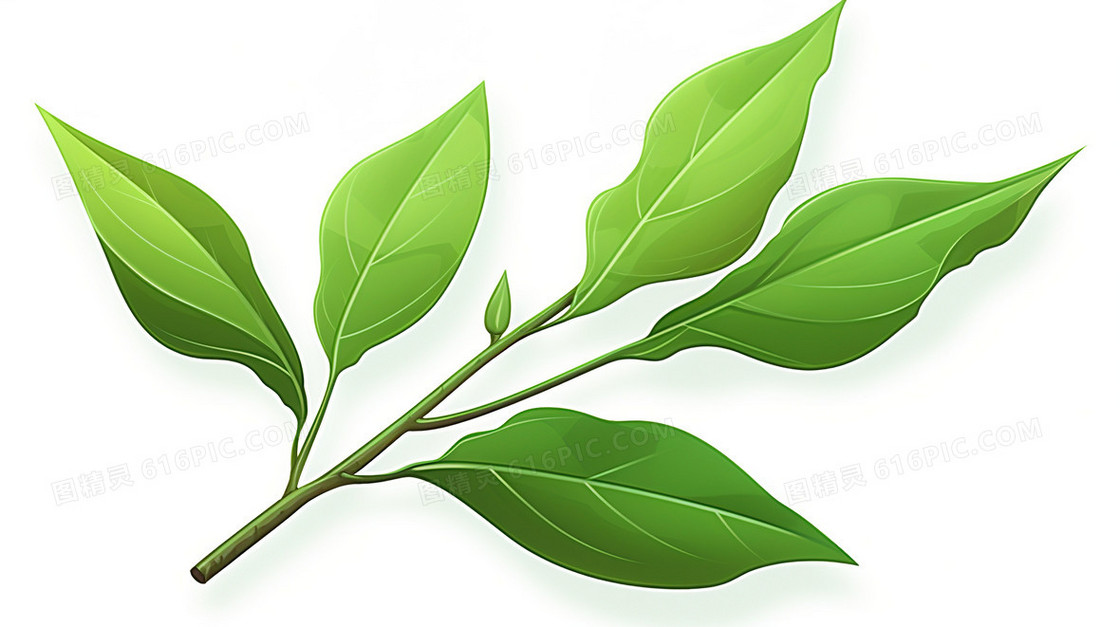 绿茶茶叶植物树叶插画
