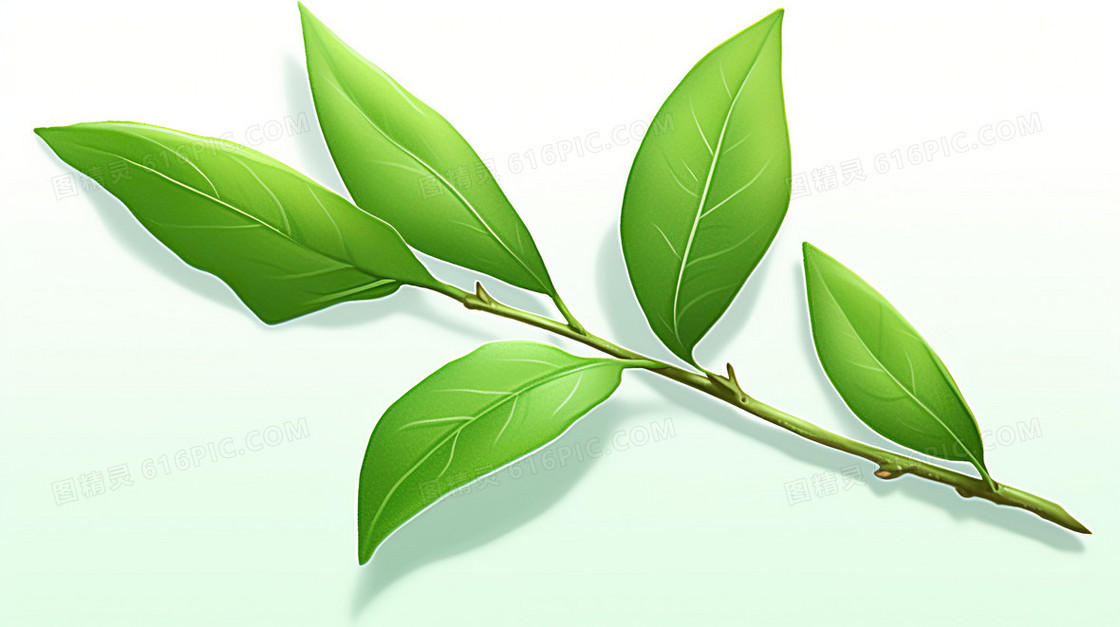 绿茶茶叶植物树叶插画
