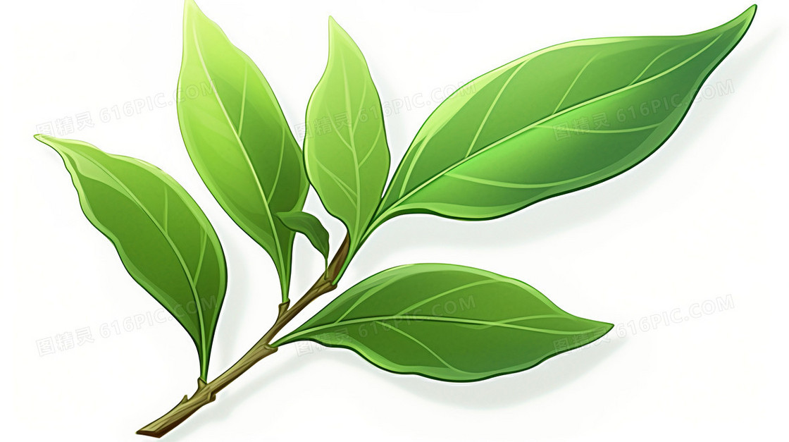 绿茶茶叶植物树叶插画