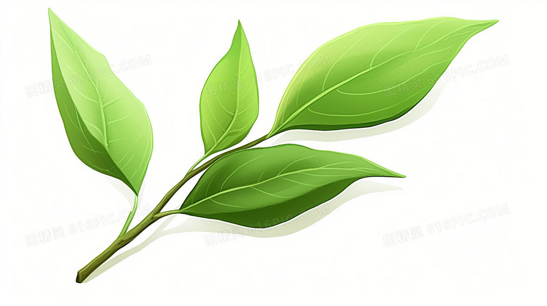 绿茶茶叶植物树叶插画