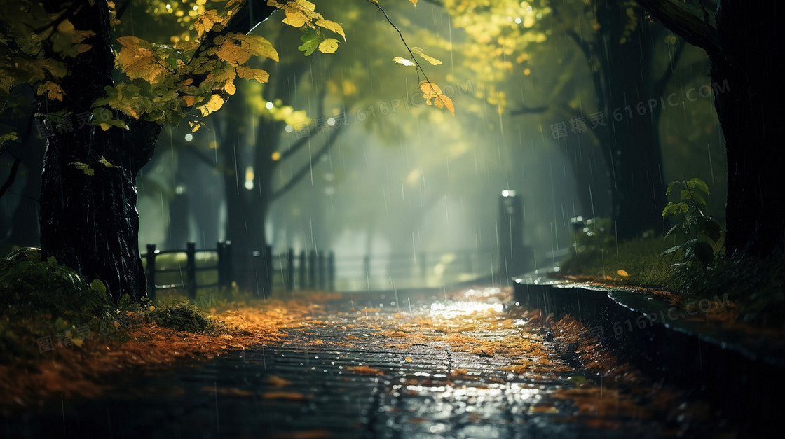 雨天枫林中的步道图片