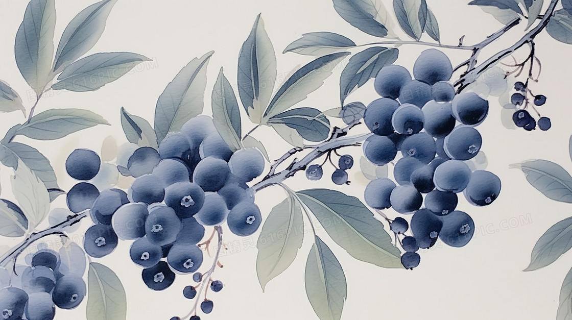 中国风蓝莓国画水墨插画