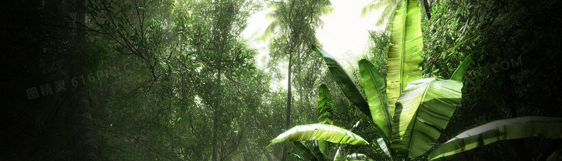 原始森林香蕉树风景banner壁纸
