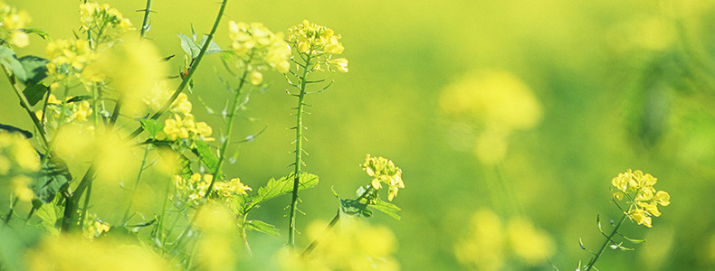 春天油菜花唯美背景