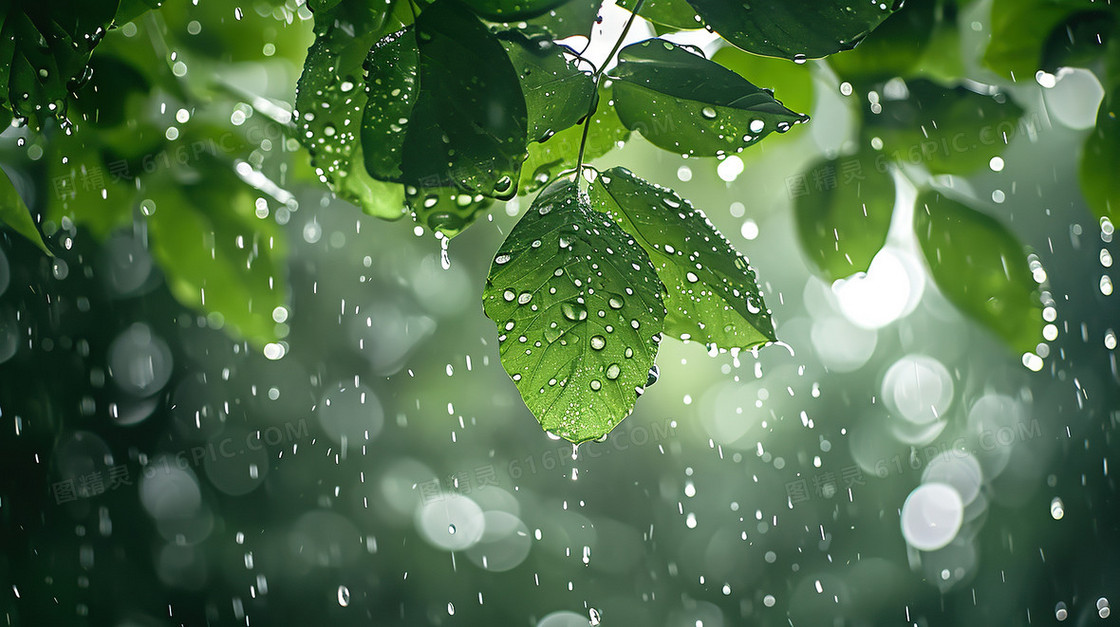 绿色雨天树叶树枝背景