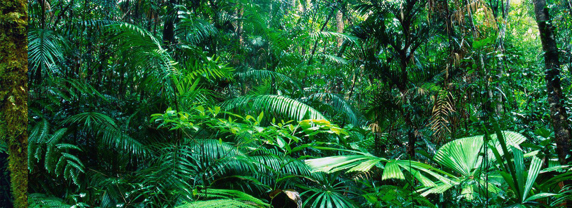 热带丛林背景