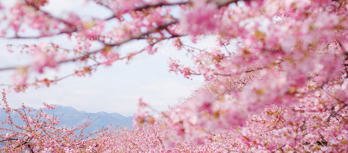 浪漫花海背景情人节甜蜜约会背景图