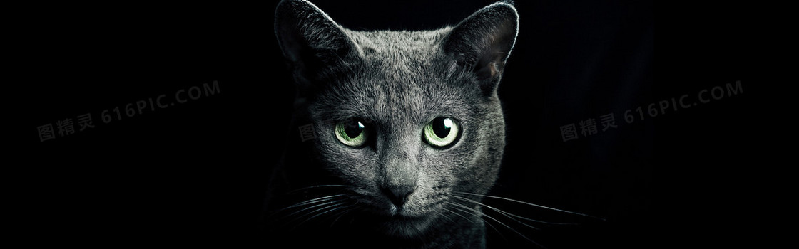 黑猫黑色摄影背景