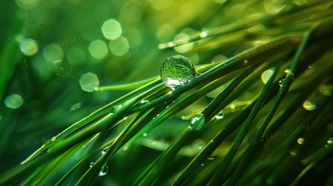绿色植物上的水珠小清新背景
