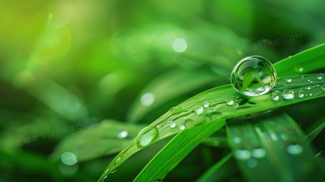 绿色植物上的水珠小清新背景