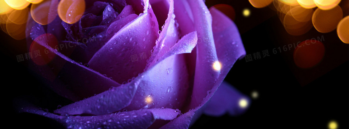 香水紫色花卉玫瑰唯美背景banner