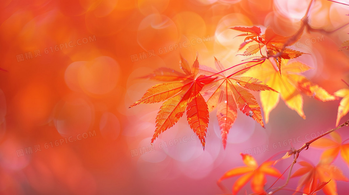 秋季枫叶自然风景背景