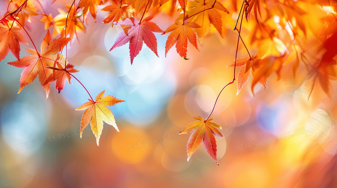 秋季枫叶自然风景背景
