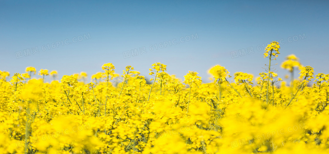 黄色油菜花海背景