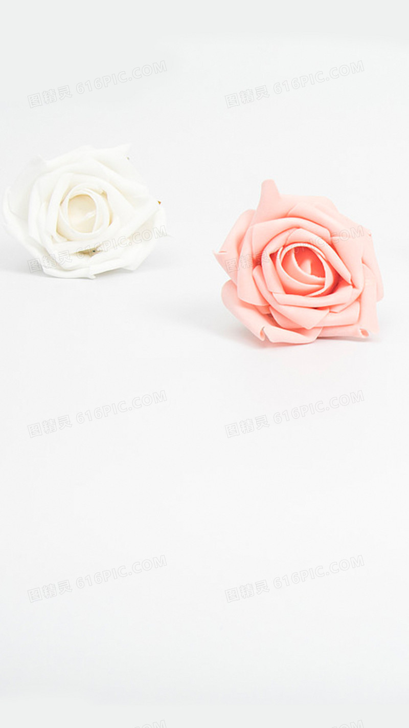 白色背景下的玫瑰花H5背景